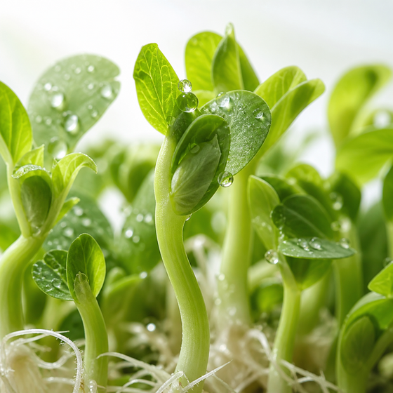 AnaGain (Pisum Sativum)