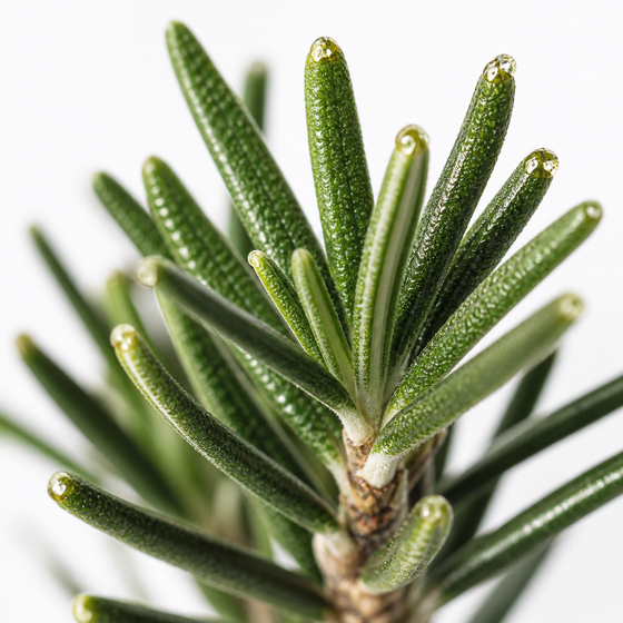 Rosemary Extract